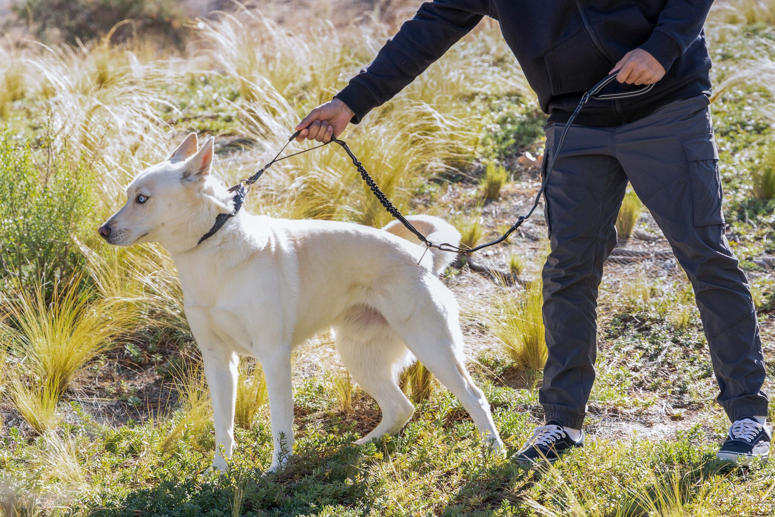 BUNGEE DOG LEASH – MULTIFUNCTIONAL WITH CAR SEAT BELT - Image 8